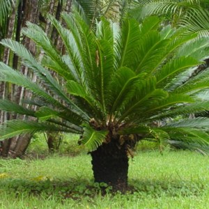 CYCAS REVOLUTA 2